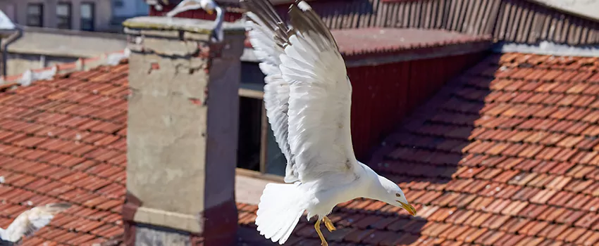 Residential Chimney Animal Removal Solution in Stow, OH